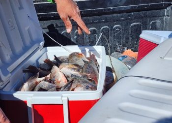 ¡Ante bajas ventas!; productores de la zona acuden a las rancherías a vender pescado