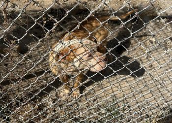 Rescataron a perrito maltratado en Parral; Fiscalía y Bomberos efectuaron el rescate