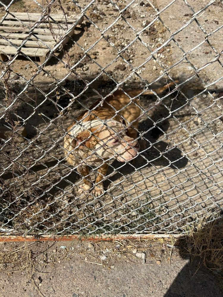 Rescataron a perrito maltratado en Parral; Fiscalía y Bomberos efectuaron el rescate