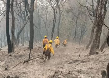 Persiste incendio forestal en Balleza; no ha podido ser controlado